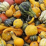 100 Stück Kürbiskerne Natürliche dekorative hochkeimende gemischte kleine Kürbis-Gemüsesamen für Gärten Foto, Bestseller 2024-2023 neu, bester Preis 7,66 € Rezension
