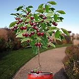 10 Seeds Dwarf Cherry Tree Self-Fertile Fruit Tree Indoor/Outdoor Photo, bestseller 2024-2023 new, best price $7.95 ($0.80 / Count) review