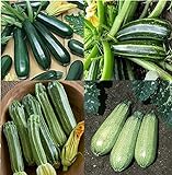 David's Garden Seeds Collection Set Zucchini 9835 (Green) 4 Varieties 100 Non-GMO, Open Pollinated Seeds Photo, bestseller 2024-2023 new, best price $16.95 ($4.24 / Count) review