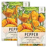 Seed Needs, Jamaican Yellow Pepper Seeds (Capsicum annuum) Twin Pack of 100 Seeds Each Non-GMO Photo, bestseller 2024-2023 new, best price $7.99 ($4.00 / Count) review