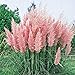 Foto 3 x Cortaderia selloana ‚Rosea' 1 Liter (Ziergras/Gräser/Stauden) Pampasgras ab 3,19 € pro Stück neu Bestseller 2023-2022