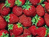 Fort Laramie Everbearing Strawberry 25 Bare Root Plants - Hardiest Everbearer Photo, bestseller 2024-2023 new, best price $13.09 review