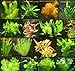 Foto 150 Wasserpflanzen XXL Set, Dünger, Aufbereiter, Aquariumpflanzen für alle Bereiche, Aquarienpflanzen in rot und grün, 22 Bund neu Bestseller 2024-2023