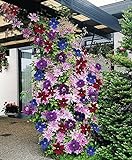 Clematis ~Mixed Colors~ 20Seeds Wonderful Large Blooms 20+ Perennial Vine Seeds Photo, bestseller 2024-2023 new, best price $13.90 review