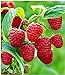 Foto BALDUR Garten Himbeeren TwoTimer® Sugana®, 1 Pflanze Rubus idaeus Himbeerpflanze neu Bestseller 2024-2023