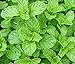 Photo Heirloom 200 Graines de menthe verte Mentha spicata menthe pouliot plante herbacée vivace Graines de fleurs A019 nouveau best-seller 2024-2023