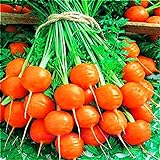 Seeds4planting - Seeds Sweet Carrot Paris Market Round Red Heirloom Vegetable Non GMO Photo, bestseller 2024-2023 new, best price $8.94 review