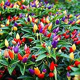 5 Color Pepper Plant Seeds for Planting | 25+ Seeds | Exotic Garden Seeds to Grow Multicolored Peppers | Amazing Photo, bestseller 2024-2023 new, best price $8.29 ($0.33 / Count) review
