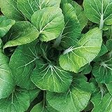 Burpee White Choi Pak Choi Cabbage Seeds 200 seeds Photo, bestseller 2024-2023 new, best price $9.99 review