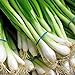 Photo 1000 Scallion Seeds, A.k.a Green Onion, Spring Onion. Grow Spring/ Late Summer/fall new bestseller 2024-2023