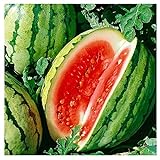 25 Dixie Queen Watermelon Seeds | Non-GMO | Heirloom | Instant Latch Garden Seeds Photo, bestseller 2024-2023 new, best price $5.95 review