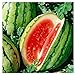 Photo 25 Dixie Queen Watermelon Seeds | Non-GMO | Heirloom | Instant Latch Garden Seeds new bestseller 2023-2022