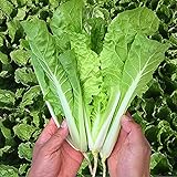 MOCCUROD 200+Pak Choi Seeds Green Stem Cabbage Bok Choy Four Season Vegetable Photo, bestseller 2024-2023 new, best price $7.99 ($0.04 / Count) review