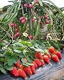100PCS Fruit Seeds Set Dragon Fruit Seeds Strawberries Strawberry Seeds 100PCS Non-GMO Photo, bestseller 2024-2023 new, best price $9.00 ($0.09 / Count) review