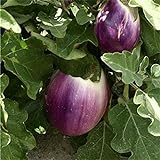 Aubergine - Eierfrucht - mittelfrüh - Violetta di Firenze - 20 Samen Foto, Bestseller 2024-2023 neu, bester Preis 2,29 € Rezension