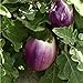 Foto Aubergine - Eierfrucht - mittelfrüh - Violetta di Firenze - 20 Samen neu Bestseller 2023-2022