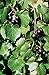 Foto 5 Samen von Vitis rotundifolia PURPLE Muscadine Traubenkernen neu Bestseller 2024-2023
