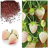 MOCCUROD 300pcs White Alpine Strawberry Fragaria Vesca Pineberry Sweet Pineapple Flavour Seeds Photo, bestseller 2024-2023 new, best price $7.99 ($0.03 / Count) review