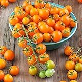 Sun Gold Hybrid Tomato Seeds (40 Seed Pack) Photo, bestseller 2024-2023 new, best price $6.49 review