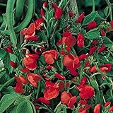 Prunkbohne Rot blühend - Feuerbohne - 25 Samen Foto, Bestseller 2024-2023 neu, bester Preis 2,39 € Rezension