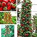 Foto Semillas Ecológicas Minigarden 50 piezas semillas de fresa roja fruta casera decoración en maceta plantas trepadoras-1 # nuevo éxito de ventas 2024-2023