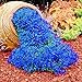 Foto 500 Stück Rock Cress Seeds Leicht zu züchten Bodendecker Blume Mehrfarbige Grünlandpflanzensamen für Rasen - Blau neu Bestseller 2024-2023