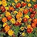 Photo Outsidepride Marigold Flower Seed Mix - 1000 Seeds new bestseller 2024-2023