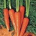Photo Carrot Seeds - Moonraker Pelleted - 10,000 Seeds new bestseller 2024-2023