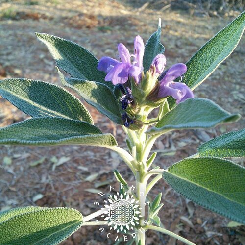 фото Семена Шалфей лекарственный (лат. salvia officinalis) 30шт от Green Legacy