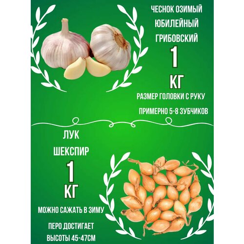 Набор Чеснок Озимый и Лук севок 1 кг фото