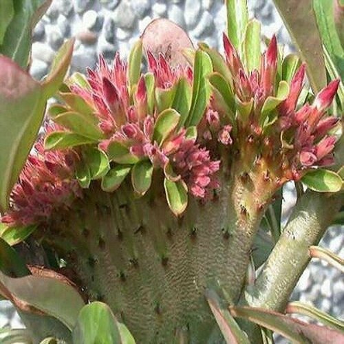 Адениум, Adenium Obesum Desert Rose Red Flabellate, Красный веер, семена фото