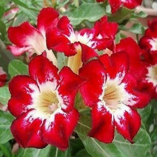 Адениум, Adenium Obesum Desert Rose Flame of Love, Пламя любви, семена фото