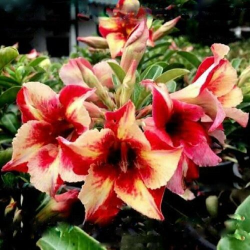 Адениум, Adenium Obesum Desert Rose King fragrant star, Король ароматной звезды, семена фото