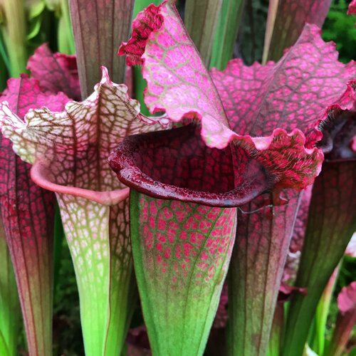 Саррацения Семена 3шт, хищное растение (Sarracenia) фото