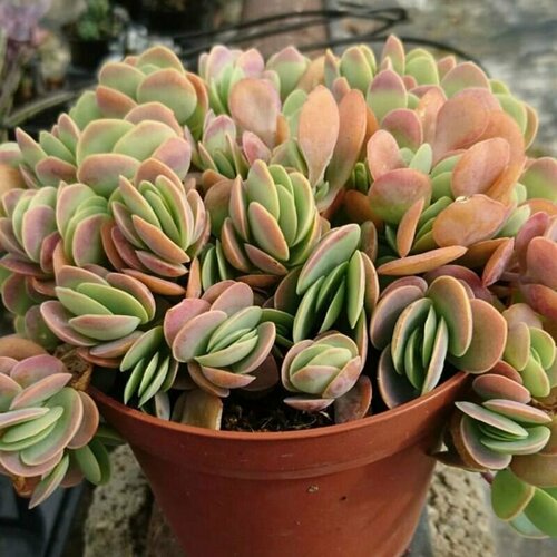 Каланхоэ округлолистное, Kalanchoe Rotundifolia, семена фото