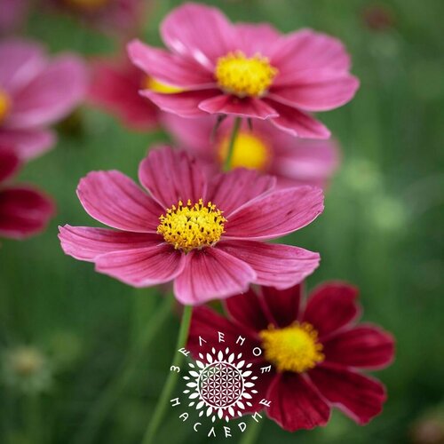 фото Семена Космея - микс (лат. Cosmos bipinnatus) 30 шт от Green Legacy