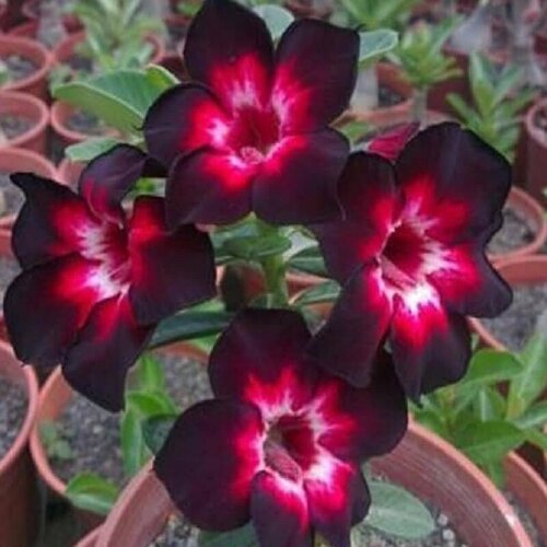 Адениум, Adenium Obesum Desert Rose Black Independent, Черный независимый, семена фото