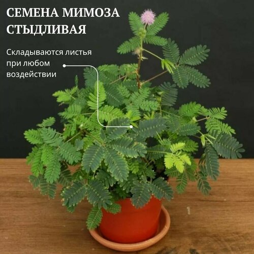 Семена Мимоза стыдливая (Mimosa pudica) 5 шт. Комнатный цветок фото