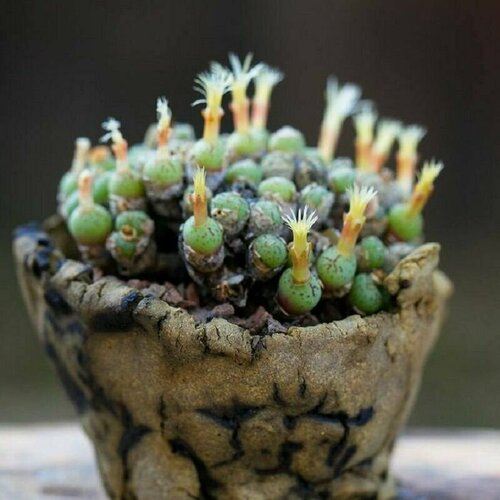 фото Конофитум ягодовидный, Conophytum Uviforme, живые камни, семена