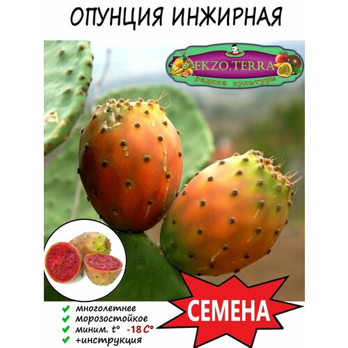 Семена 