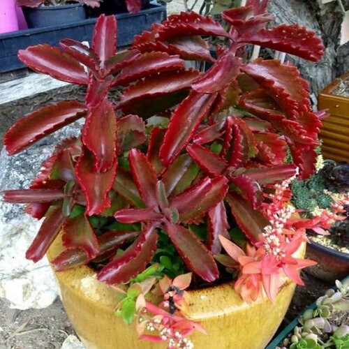 Каланхоэ шестиугольное, Kalanchoe Sexangularis, семена фото