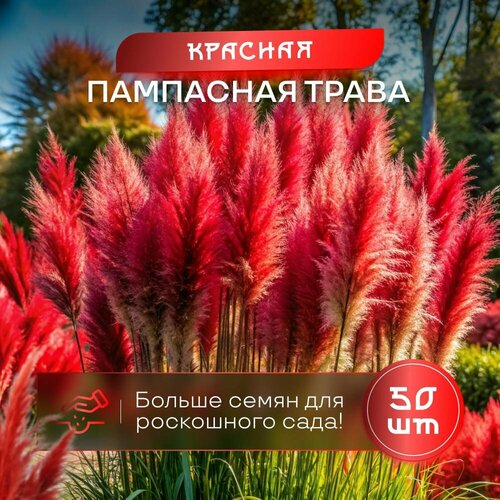 фото Пампасная трава кортадерия красная SVN seeds семена 50 шт сертифицированные