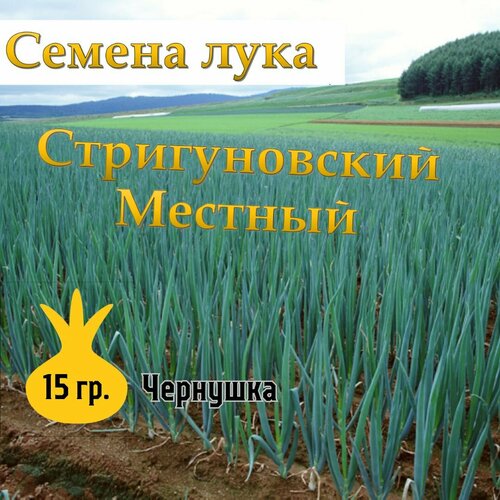 Семена лука чернушка Стригуновский Местный,15гр фото