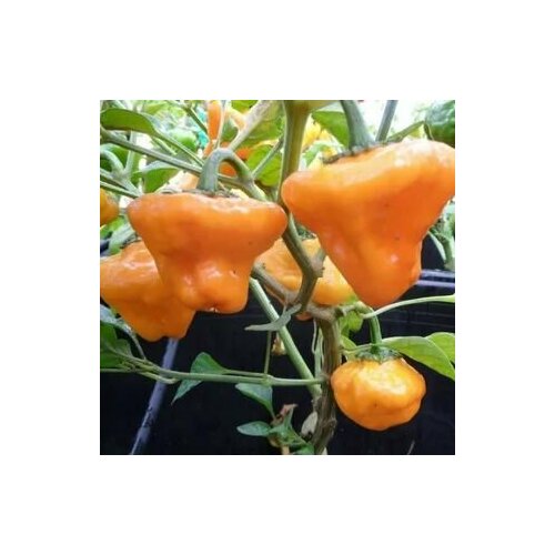 фото Семена Острый перец Jamaican Orange Hot, 5 семян + подарок