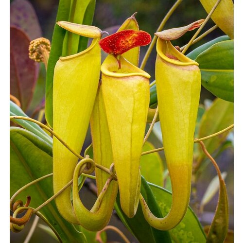 Непентес Мадагаскарский семена 3шт. (Nepenthes madagascariensis) фото