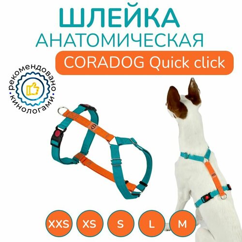 фото Шлейка прогулочная анатомическая для мелких пород собак и кошек, CORADOG Quick click, размер XXS, цвет бирюзовый, оранжевый