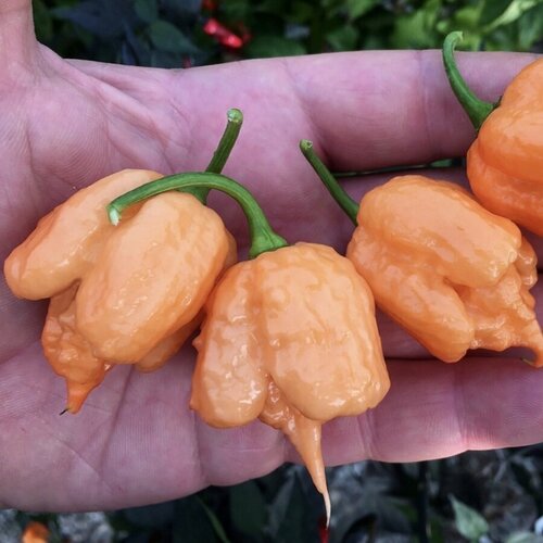 Семена Орешка Перец острый Carolina Reaper Peach, Каролина Рипер персиковый 5 шт. фото