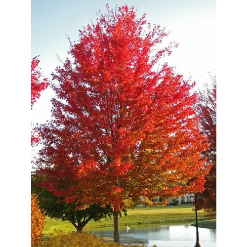 Семена Клён сахаристый серебристый (Acer saccharinum), 10 штук фото