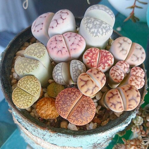 Живые Камни микс, Литопс, семена 15шт. (Lithops) фото