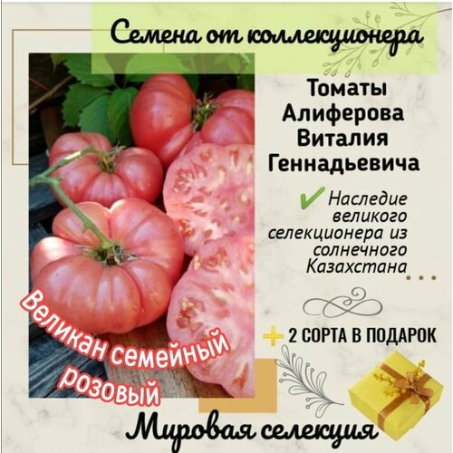 Томаты Виталия Алиферова, сорт 